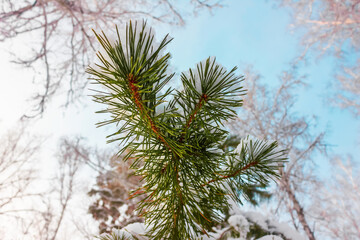 beautiful pine branch in the snow close-up against the sky