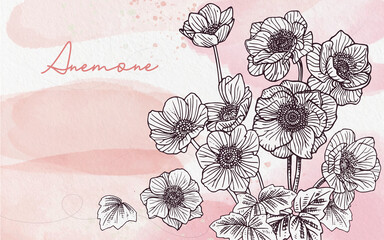 realistic Hand drawn illustration anemone flower with pink watercolour background