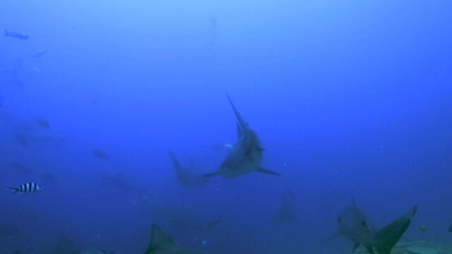 Scuba divers hand feeding bull shark and silver tip reef sharks on deep dive in Fiji
