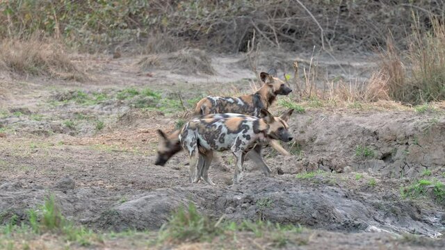 pack of African wild dog (Lycaon pictus) or painted dog nervous at waterhole, South Luangwa National Park, Mfuwe, Zambia, Africa