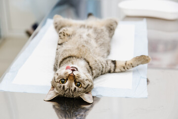 Cat on surgical table during castration in veterinary clinic.