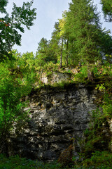 forest and rocks