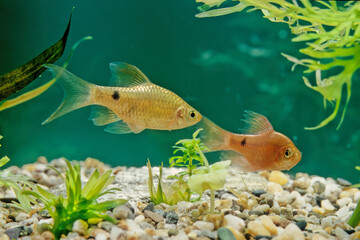The rosy barb (Pethia conchonius) is a subtropical freshwater cyprinid fish found in southern Asia...