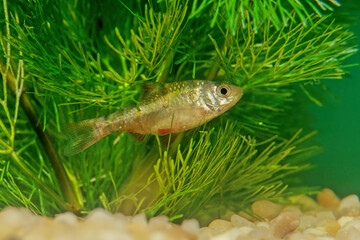 Obraz na płótnie Canvas The fiveband barb (Desmopuntius pentazona) is a species of cyprinid freshwater fish from Southeast Asia.