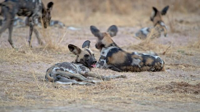 pack of African wild dogs (Lycaon pictus) or painted dog, South Luangwa National Park, Mfuwe, Zambia, Africa