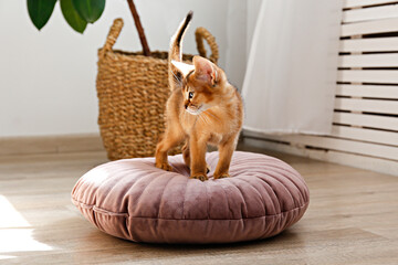 Two month old cinnamon abyssinian cat at home. Beautiful purebred short haired kitten on a cushion in living room. Close up, copy space, background,.