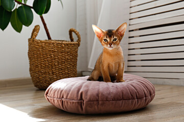 Two month old cinnamon abyssinian cat at home. Beautiful purebred short haired kitten on a cushion...