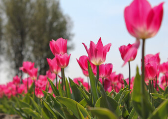 beautiful pink tulips closeup in a bulb field in the countryside in zeeland, the netherlands in springtime