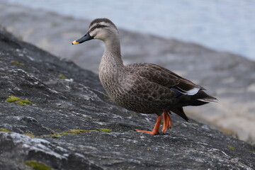 duck