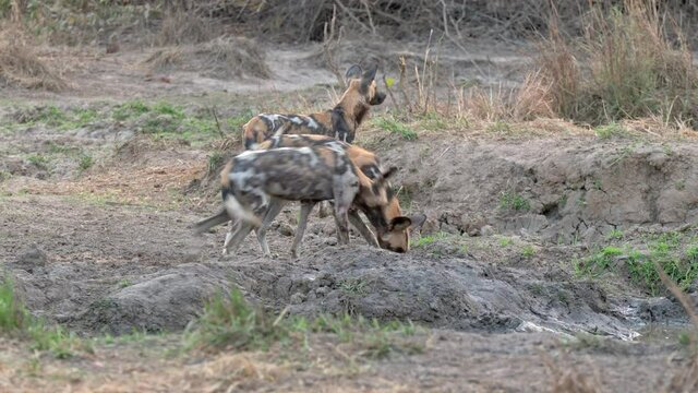 pack of African wild dog (Lycaon pictus) or painted dog nervous at waterhole, South Luangwa National Park, Mfuwe, Zambia, Africa