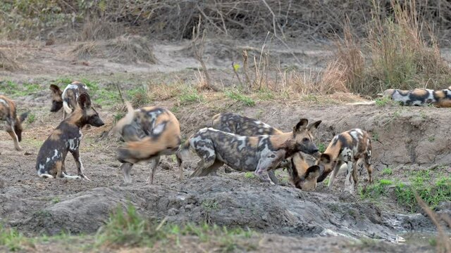 pack of African wild dog (Lycaon pictus) or painted dog nervous at waterhole, South Luangwa National Park, Mfuwe, Zambia, Africa