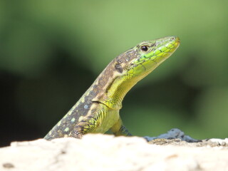 lizard