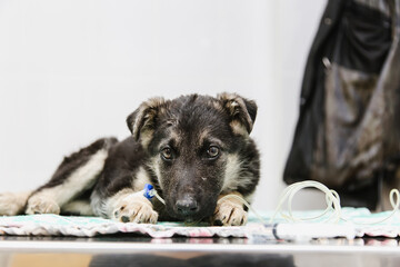 The dog is on the table at the veterinarian, is undergoing rehabilitation after illness and surgery
