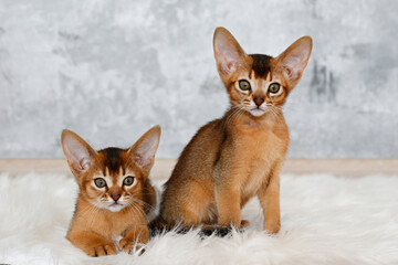 Couple of two months old cute abyssinian kittens sitting on the faux fur sheepskin carpet at home, grunged stone wall background. Young beautiful purebred short haired kitties. Close up, copy space.