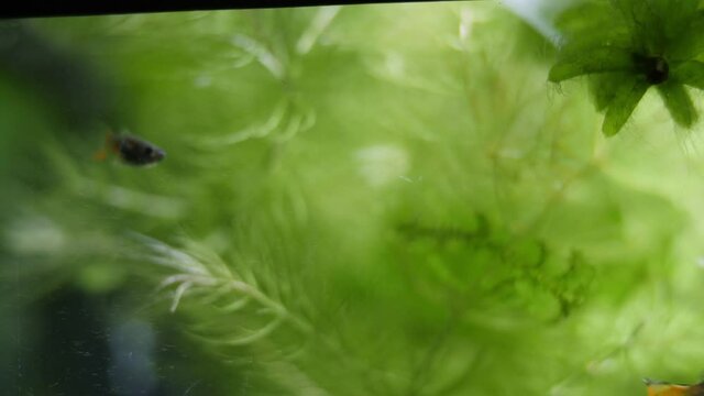 Static shot of an aquarium with plants like Ceratophyllum, Elodea Canadensis, in the background and swimming Poecilia reticulata fish in the foreground.