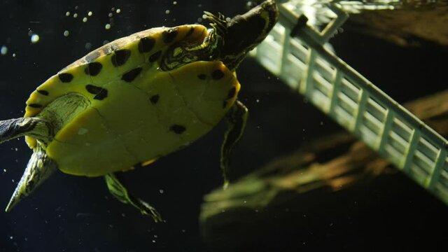 Moving slow motion shot of a yellow belly slider turtles (Trachemys scripta troostii). He is floating swimming and turning around freely in his big tank with fishes in peace.