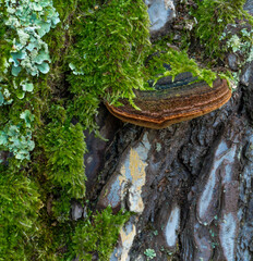 hub and moss on the tree