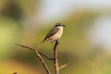 Brown Shrike perched on a branch