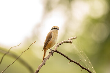 Brown Shrike perched on a branch