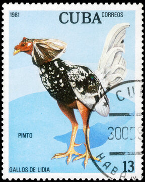 Postage stamp issued in the Cuba with the image of the Pinto, Gallus gallus domesticus. From the series on Fighting Cocks, circa 1981