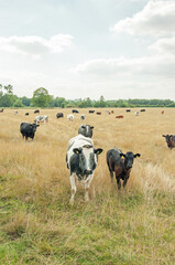 Cattle grazing in a summertime meadow.