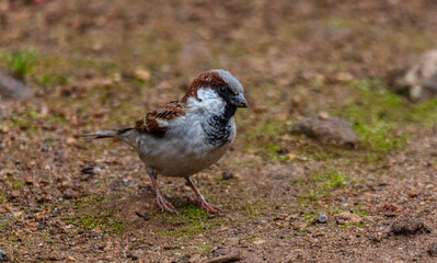 House Sparrow closeup portrait