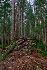 path in the woods