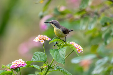 A female purple-rumped sunbird