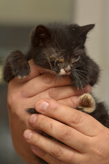 kitten with sore eyes in the arms at the animal shelter