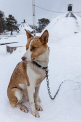 Portrait of a brown and white dog waiting for a sleigh ride through the snow