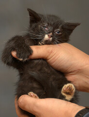 kitten with sore eyes in the arms at the animal shelter