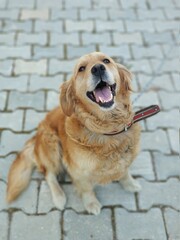 golden retriever dog