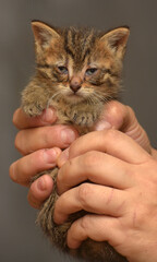 kitten with sore eyes in the arms at the animal shelter