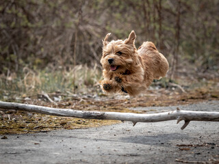 Red dog jumping over a branch