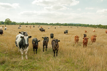 Cattle grazing in a summertime meadow.