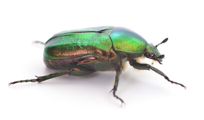Green beetle isolated.