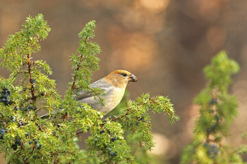 Pine grosbeak, Pinicola enucleator feeding on juniper cones on an autumn day in Finnish nature