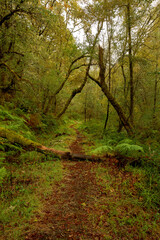 Fallen tree on a path of red leaves in a beautiful forest in the area of Galicia, Spain.