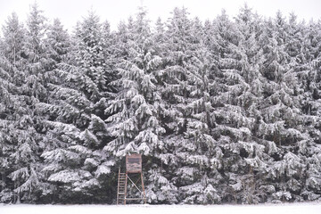 At the edge of the forest there are tall conifers, which are covered with snow, in fog and cloudy weather, behind a small hunter's stall