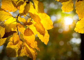 Tree leaves painted by sunlight