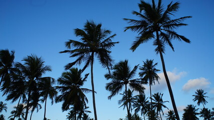 Obraz premium Céu azul, praia e coqueiros. Brisa de verão.