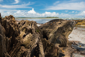 Beach old tree Costa Rica Pacific ocean