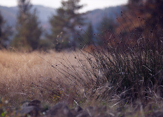 Fototapeta premium Mountain vista in background of grass clump
