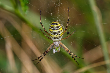 Wespenspinne (Argiope bruennichii)