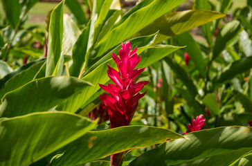 Red tropical flower blossom close up Costa Rica