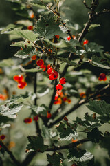 Redcurrants in bush