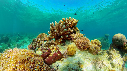 Plakat Tropical sea and coral reef. Underwater Fish and Coral Garden. Underwater sea fish. Tropical reef marine. Colourful underwater seascape. Philippines.
