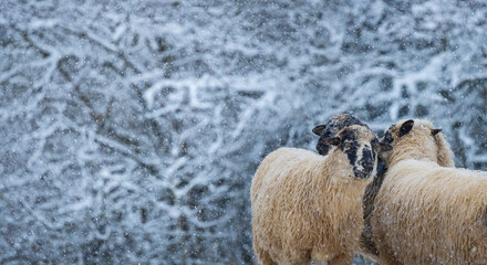 a herd of sheep in winter landscape