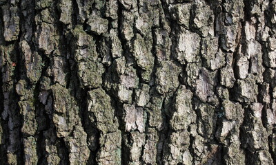 Corteccia di legno dell'albero in natura per sfondi o arredamenti
