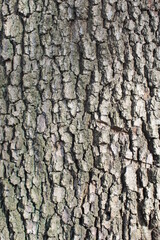 Fototapeta premium Corteccia di legno dell'albero in natura per sfondi o arredamenti